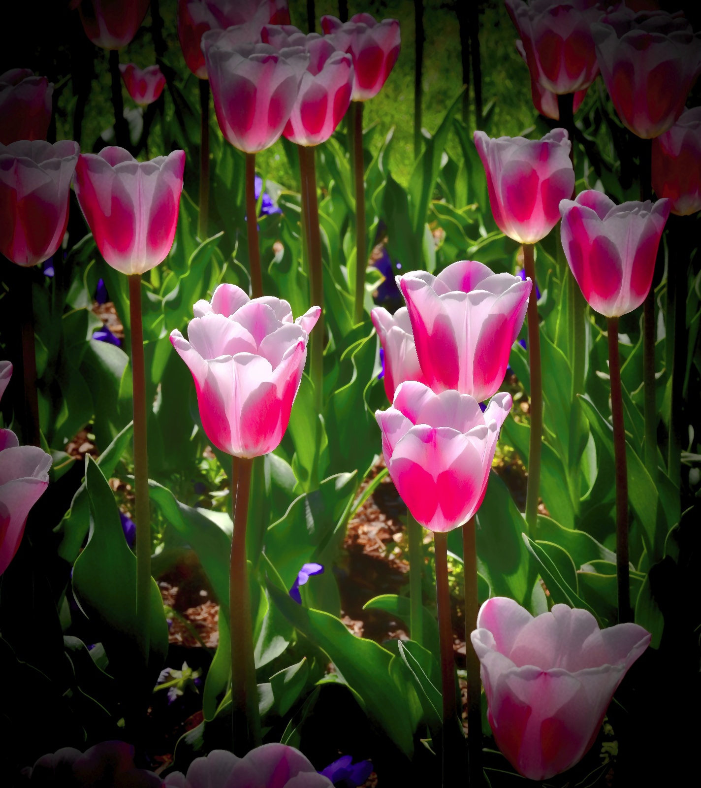 Tulips 24